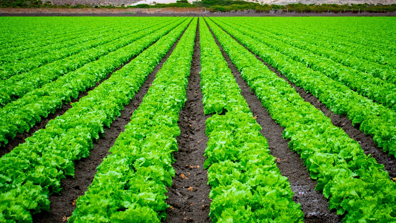 Champ de soja vert